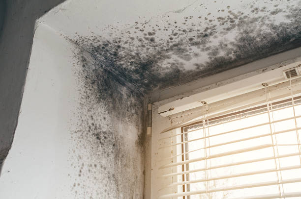 Affordable Commercial Mold Remediation solutions in Damascus, MD